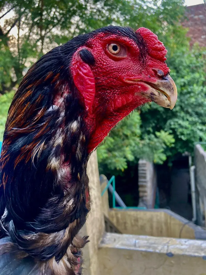 aseel shamo breeder pair — photo 3