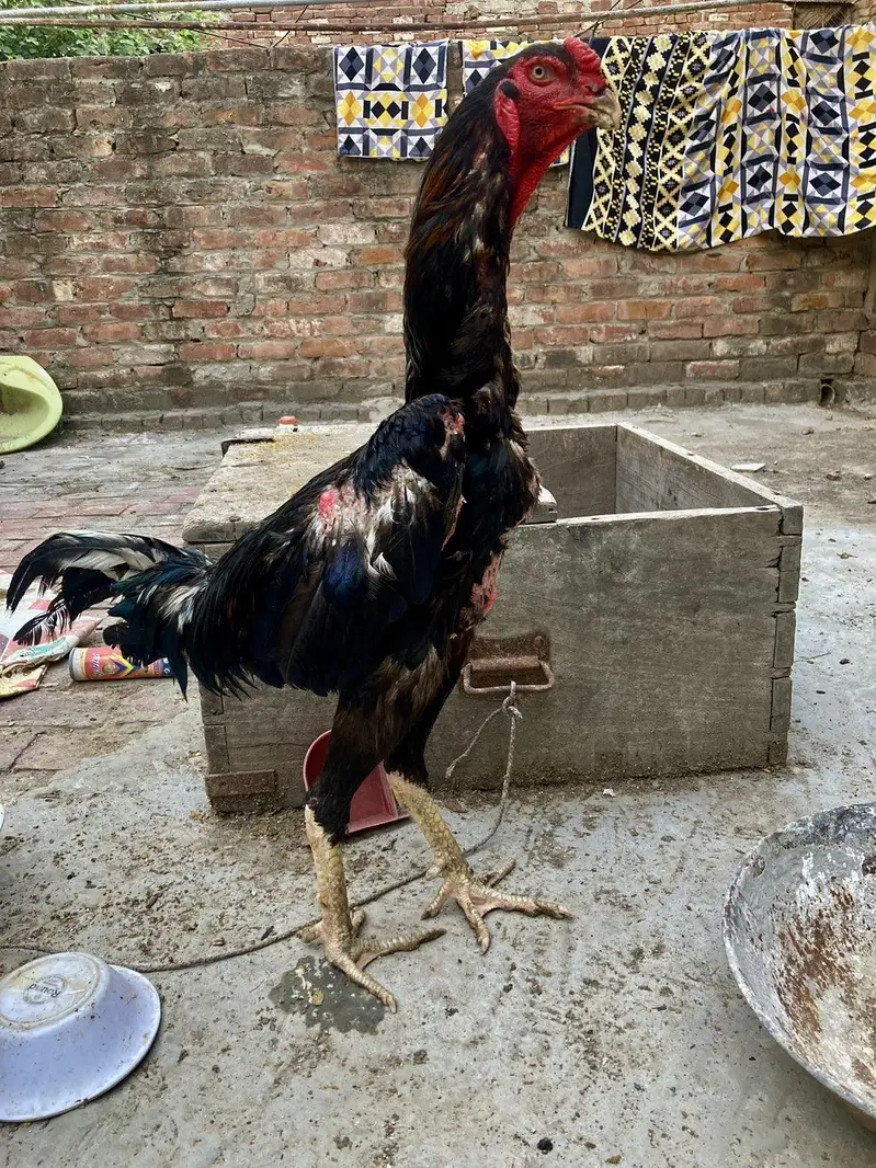 aseel shamo breeder pair — photo 4