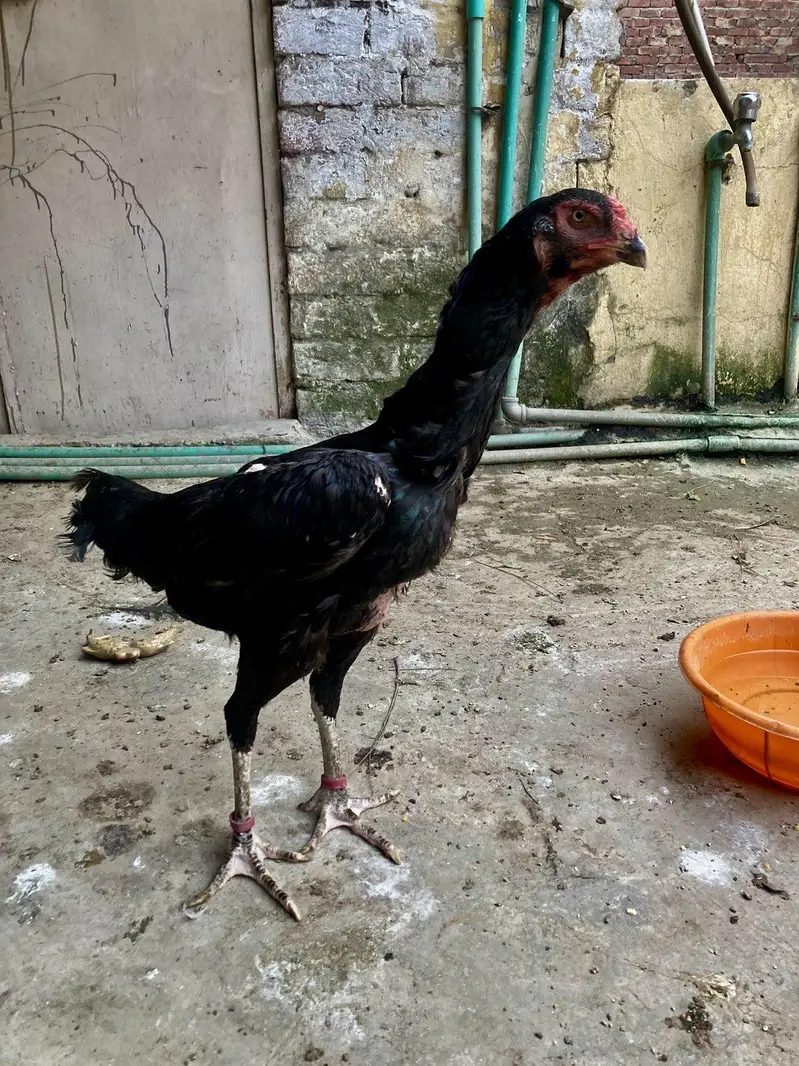 aseel shamo breeder pair — photo 5