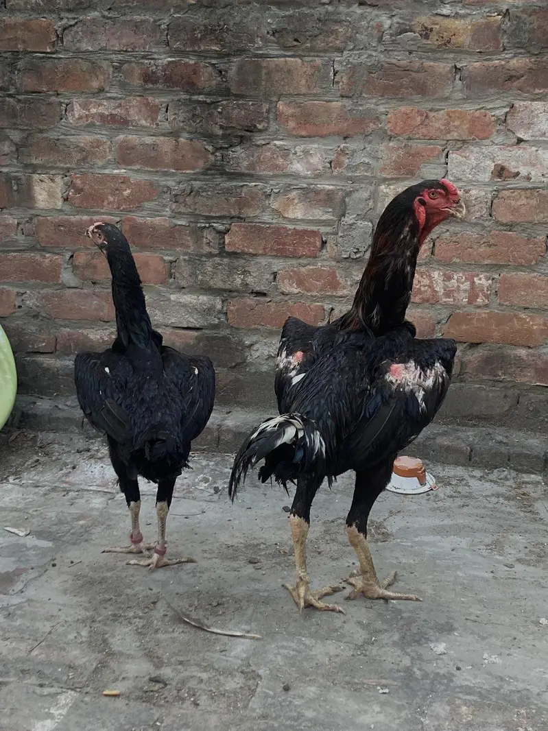 aseel shamo breeder pair — photo 6