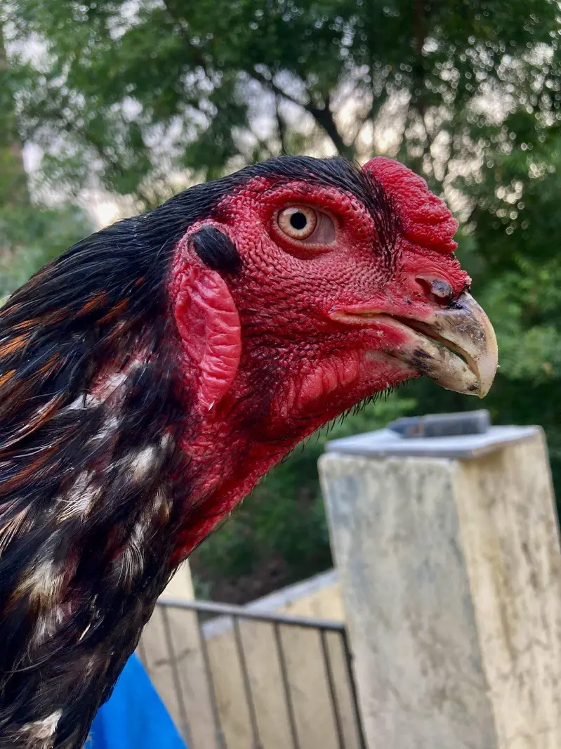 aseel shamo breeder pair — photo 8
