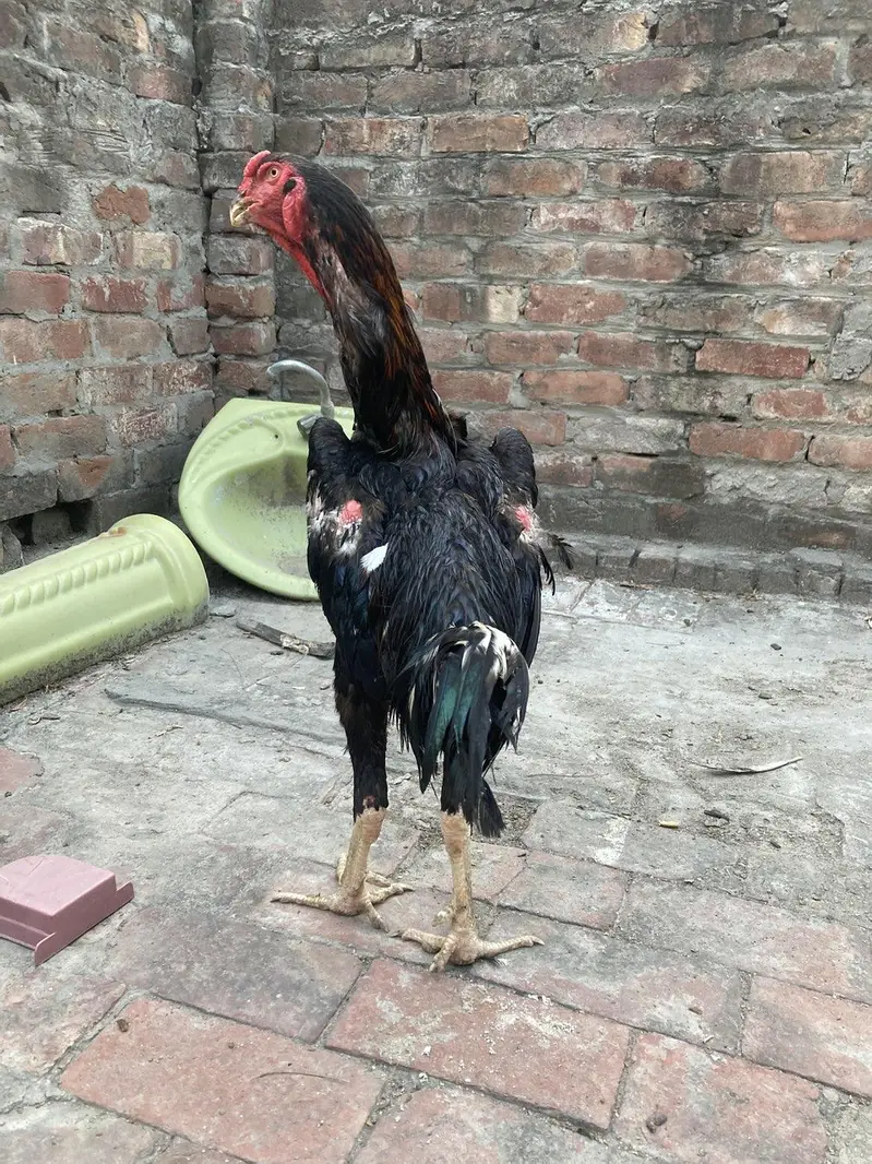 aseel shamo breeder pair — photo 9