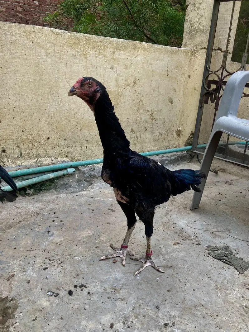 aseel shamo breeder pair — photo 10