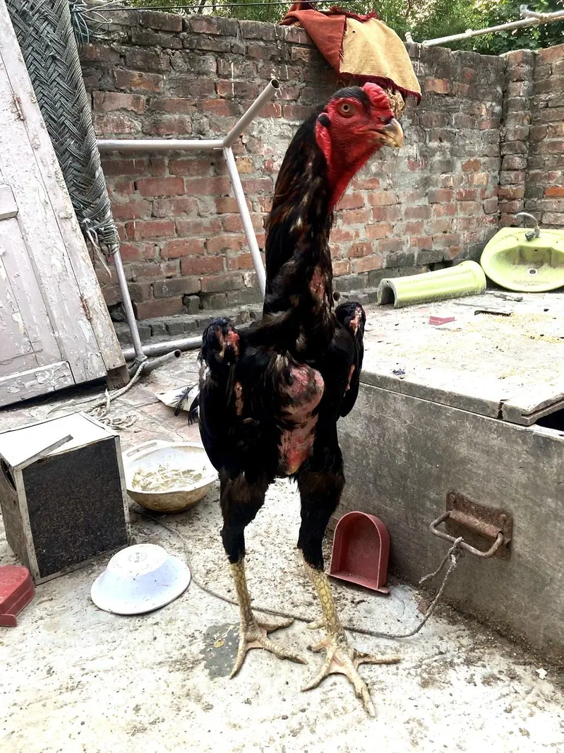 aseel shamo breeder pair — photo 11