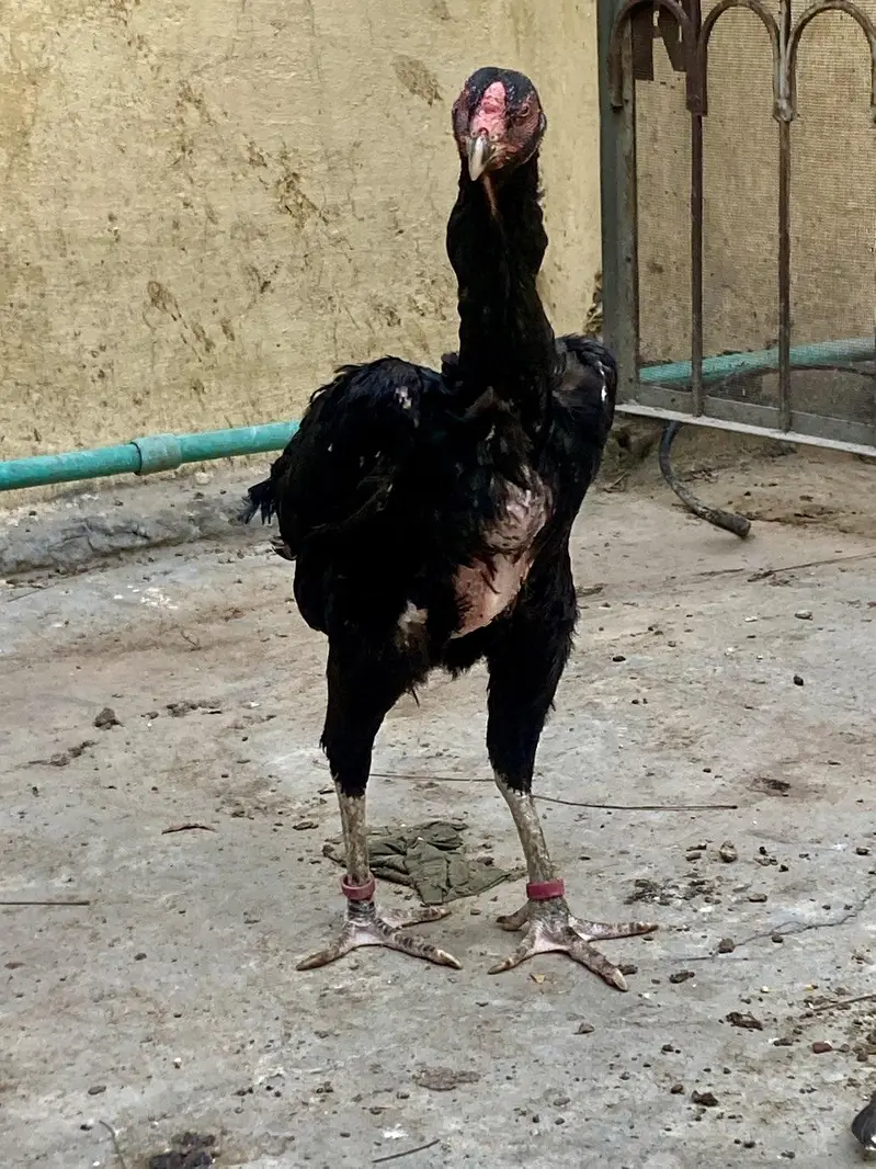 aseel shamo breeder pair — photo 12