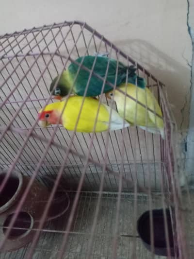 parrot for sale