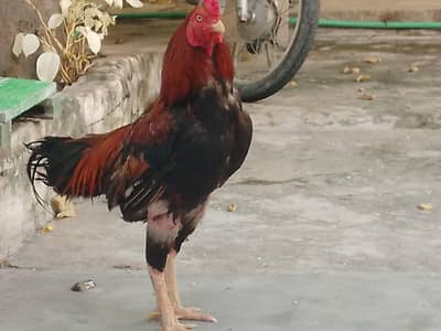 Aseel Lakha Murgha Ghar ka Pala Howa weight+2kg or sath Desi Murghi