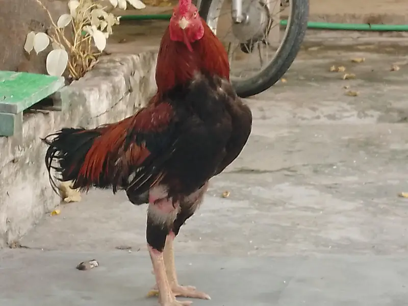 Aseel Lakha Murgha Ghar ka Pala Howa weight+2kg or sath Desi Murghi — photo 2