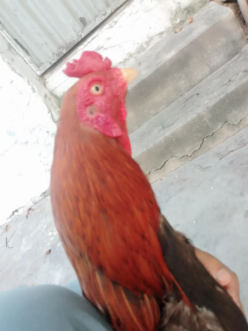 Aseel Lakha Murgha Ghar ka Pala Howa weight+2kg or sath Desi Murghi — photo 4