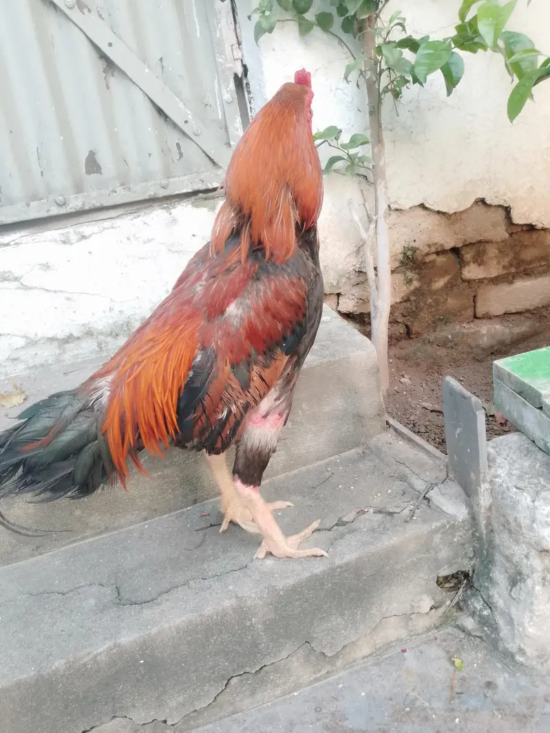 Aseel Lakha Murgha Ghar ka Pala Howa weight+2kg or sath Desi Murghi — photo 5