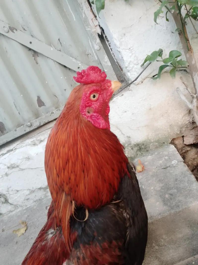 Aseel Lakha Murgha Ghar ka Pala Howa weight+2kg or sath Desi Murghi — photo 6