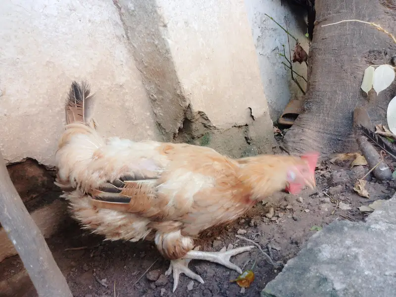 Aseel Lakha Murgha Ghar ka Pala Howa weight+2kg or sath Desi Murghi — photo 7