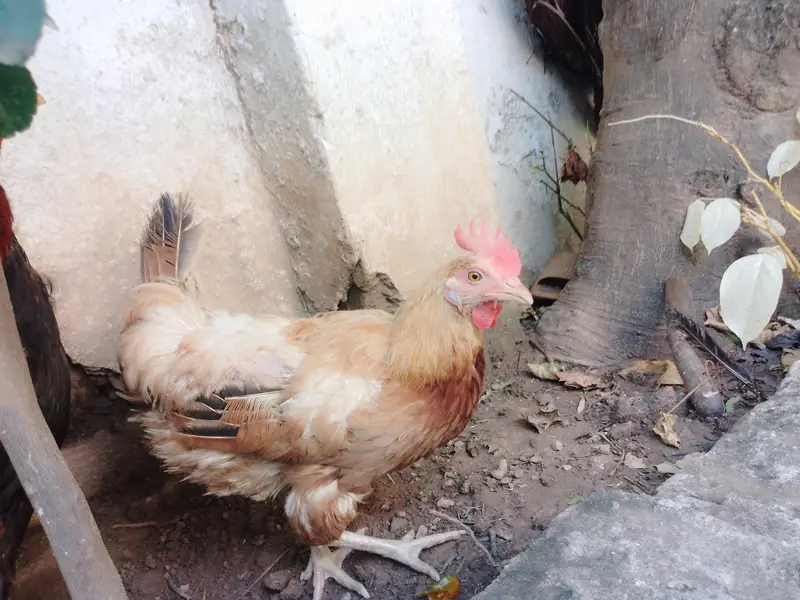Aseel Lakha Murgha Ghar ka Pala Howa weight+2kg or sath Desi Murghi — photo 8