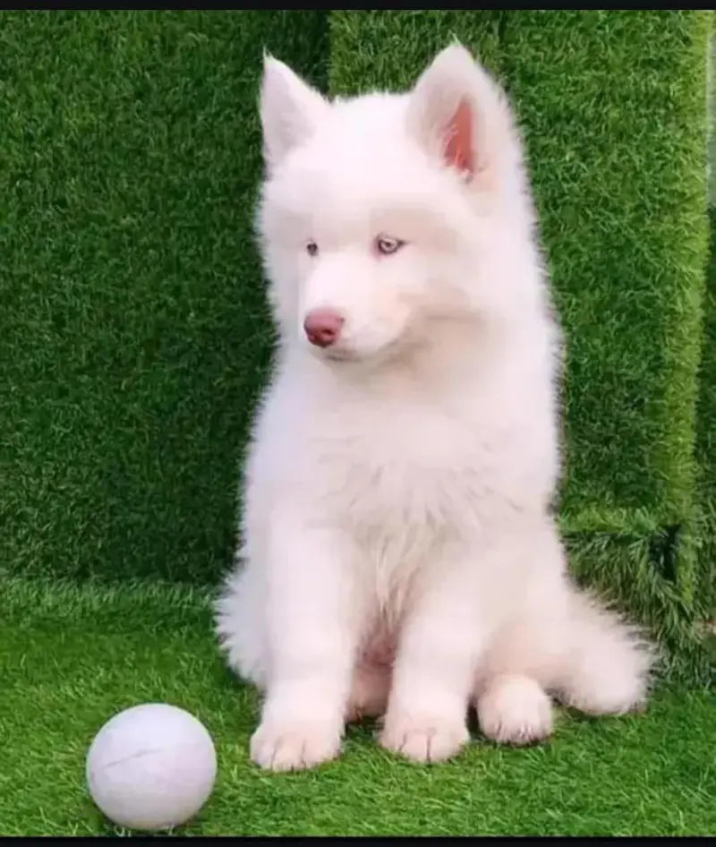 husky puppy dog for sale — photo 2