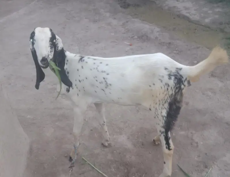bakri for sale — photo 2