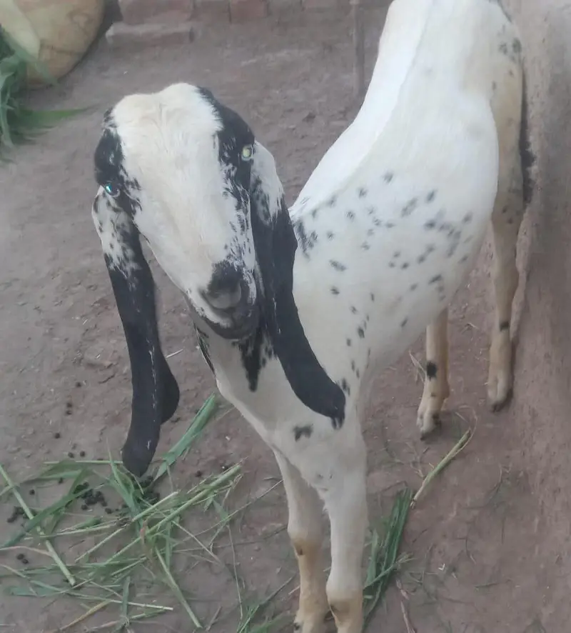 bakri for sale — photo 3