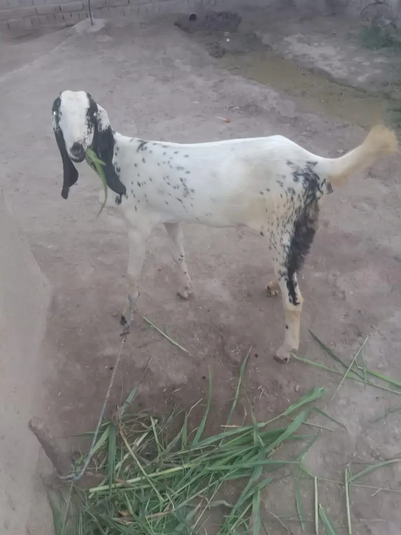 bakri for sale — photo 4