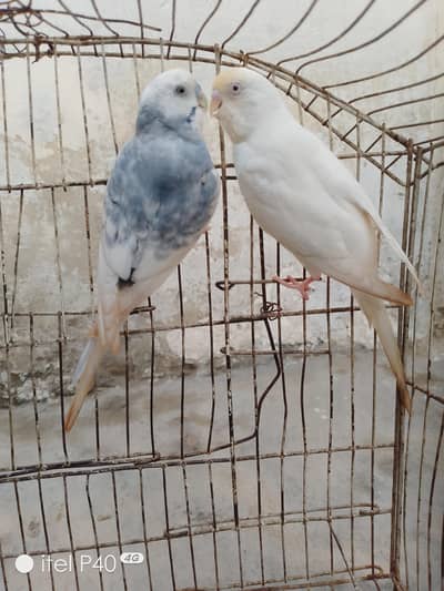 Australian breeder pairs budgies