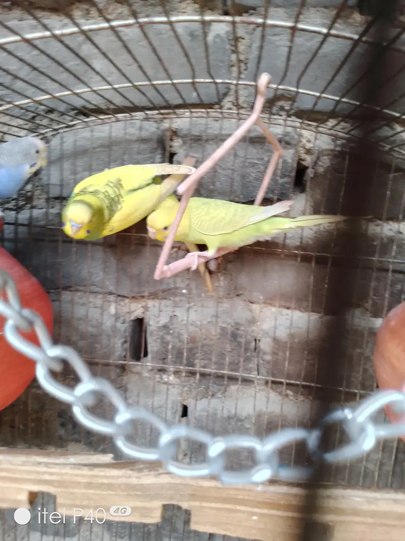 Australian breeder pairs budgies — photo 2