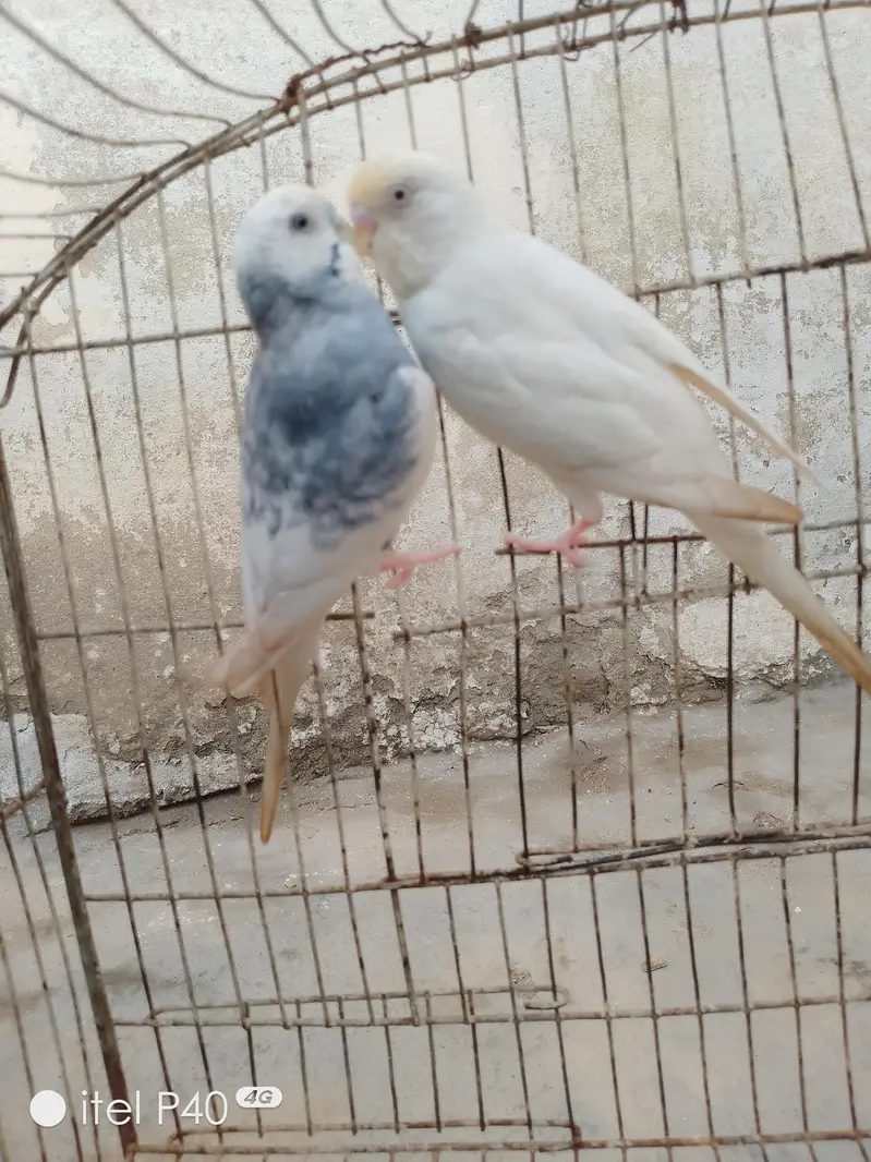 Australian breeder pairs budgies — photo 3