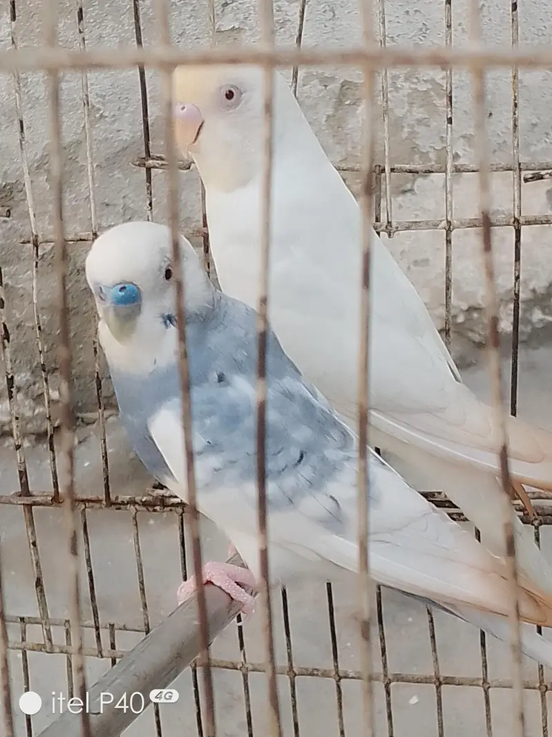 Australian breeder pairs budgies — photo 4
