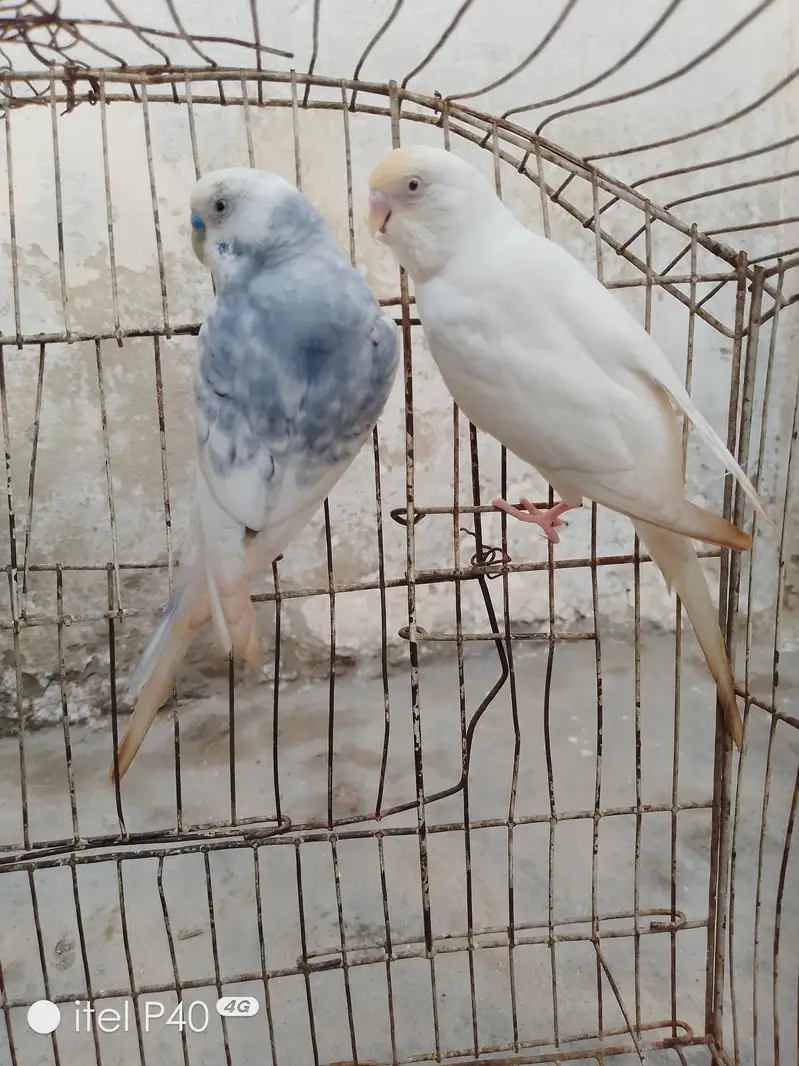 Australian breeder pairs budgies — photo 5