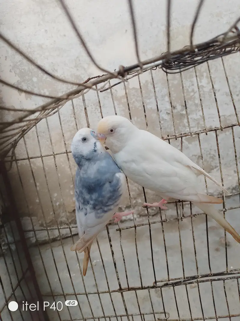 Australian breeder pairs budgies — photo 6