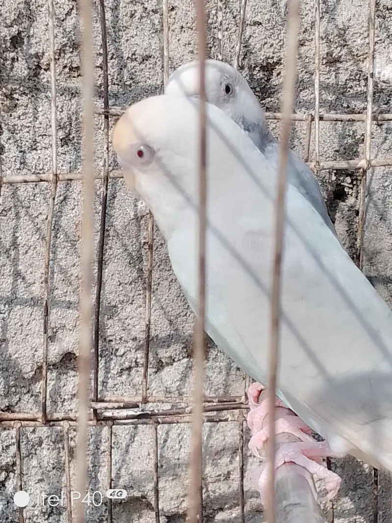 Australian breeder pairs budgies — photo 7