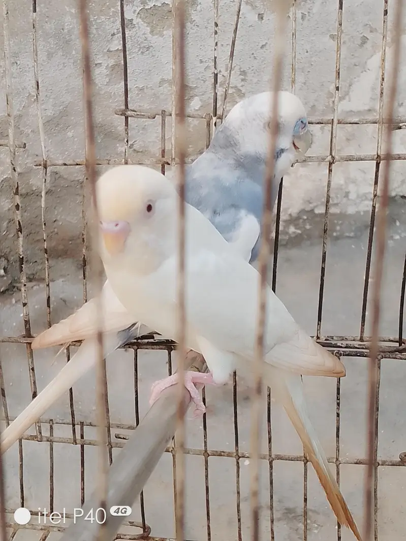 Australian breeder pairs budgies — photo 8