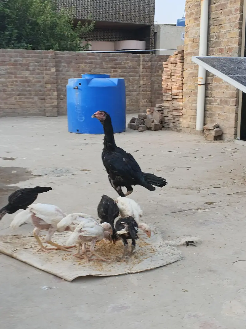 Aseel breed — photo 2