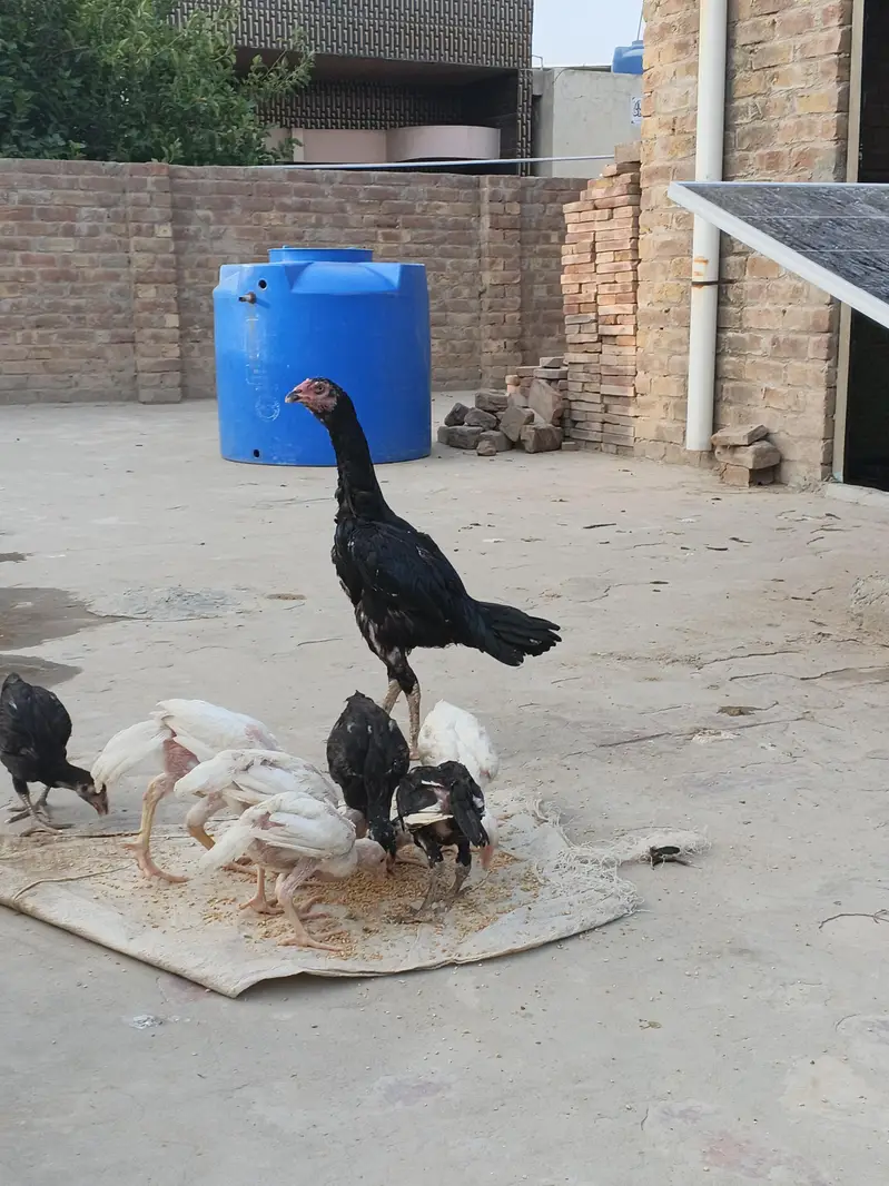 Aseel breed — photo 3