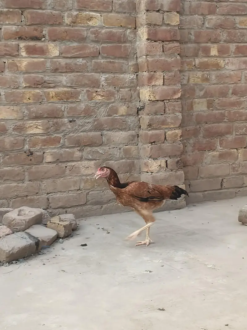 Aseel breed — photo 10