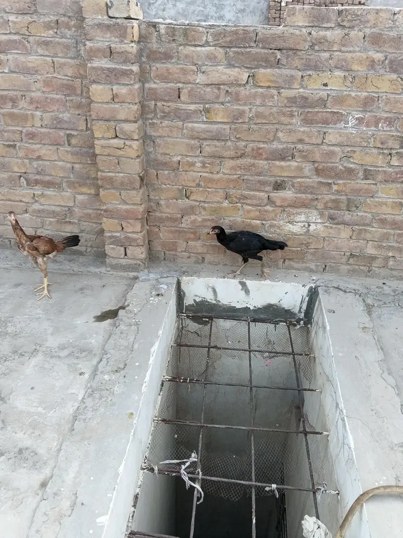 Aseel breed — photo 11