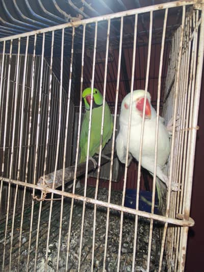 Green and White parrot pair