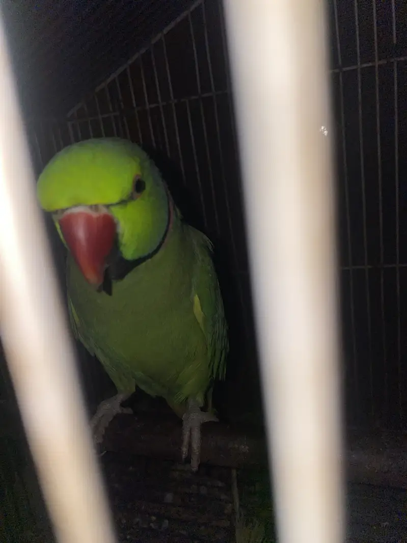 Green and White parrot pair — photo 2