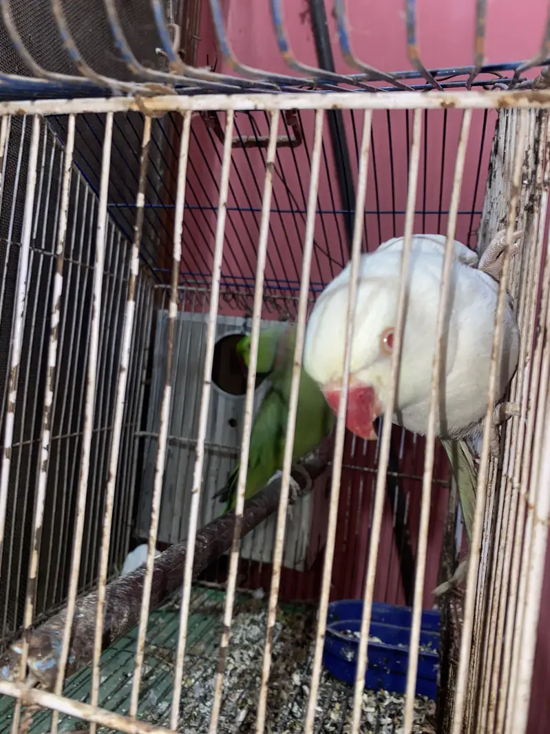 Green and White parrot pair — photo 3