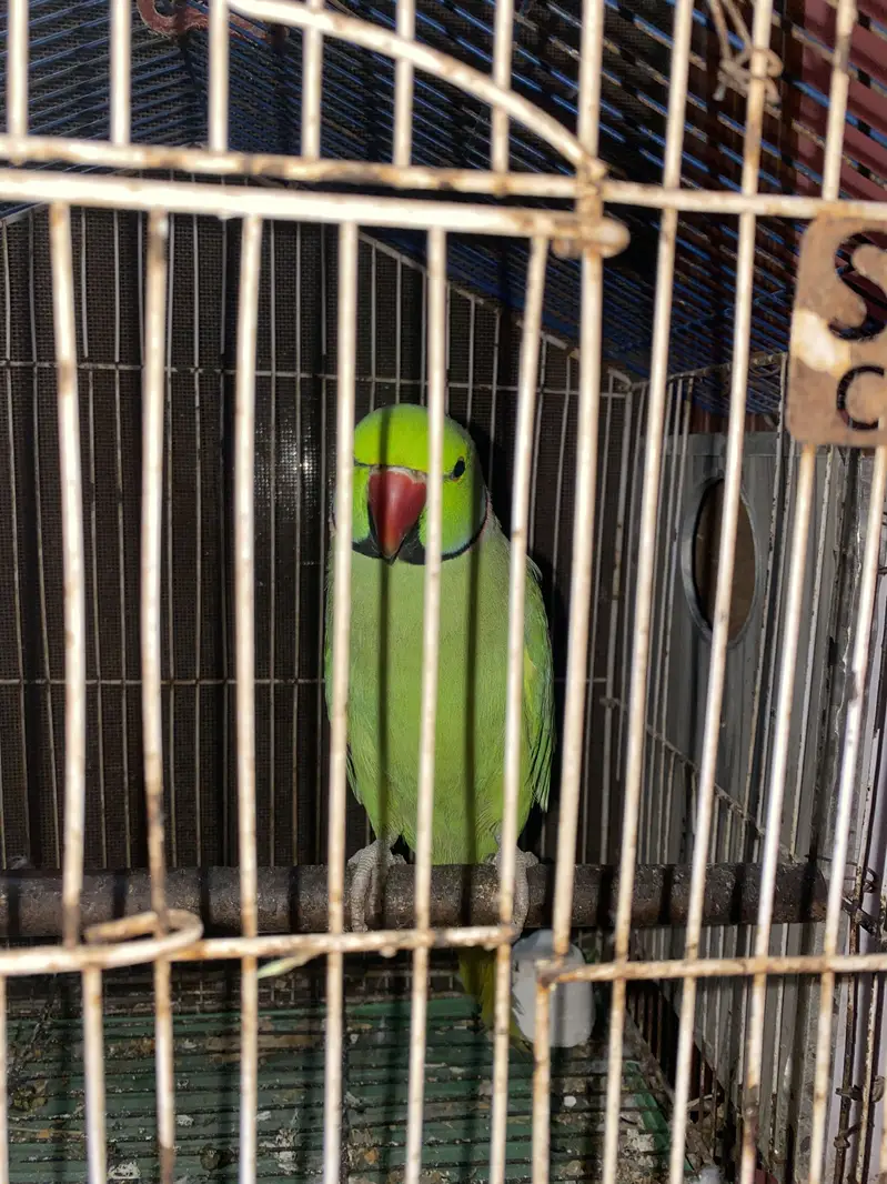 Green and White parrot pair — photo 4