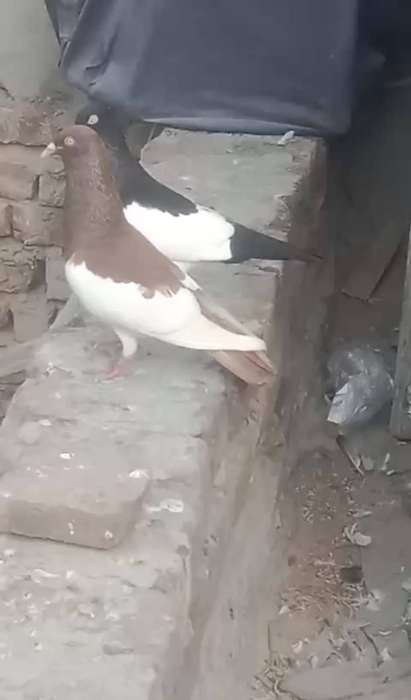 breeder pair 0