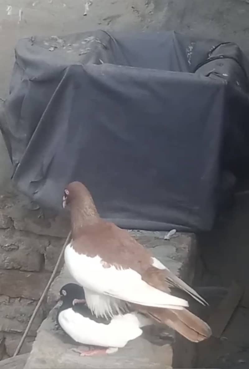 breeder pair 2