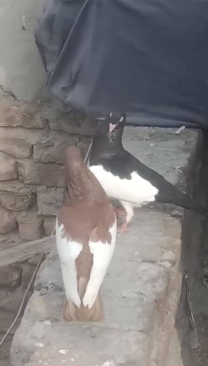 breeder pair 3