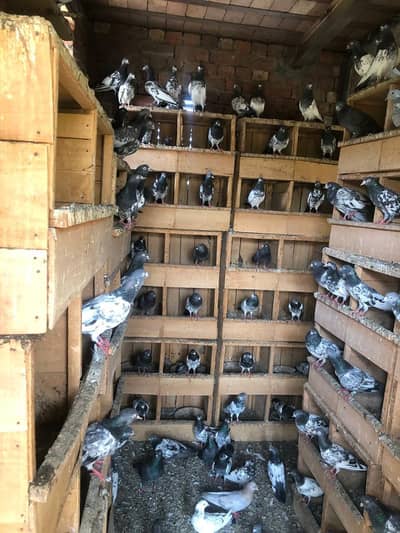 royal teddy pigeons