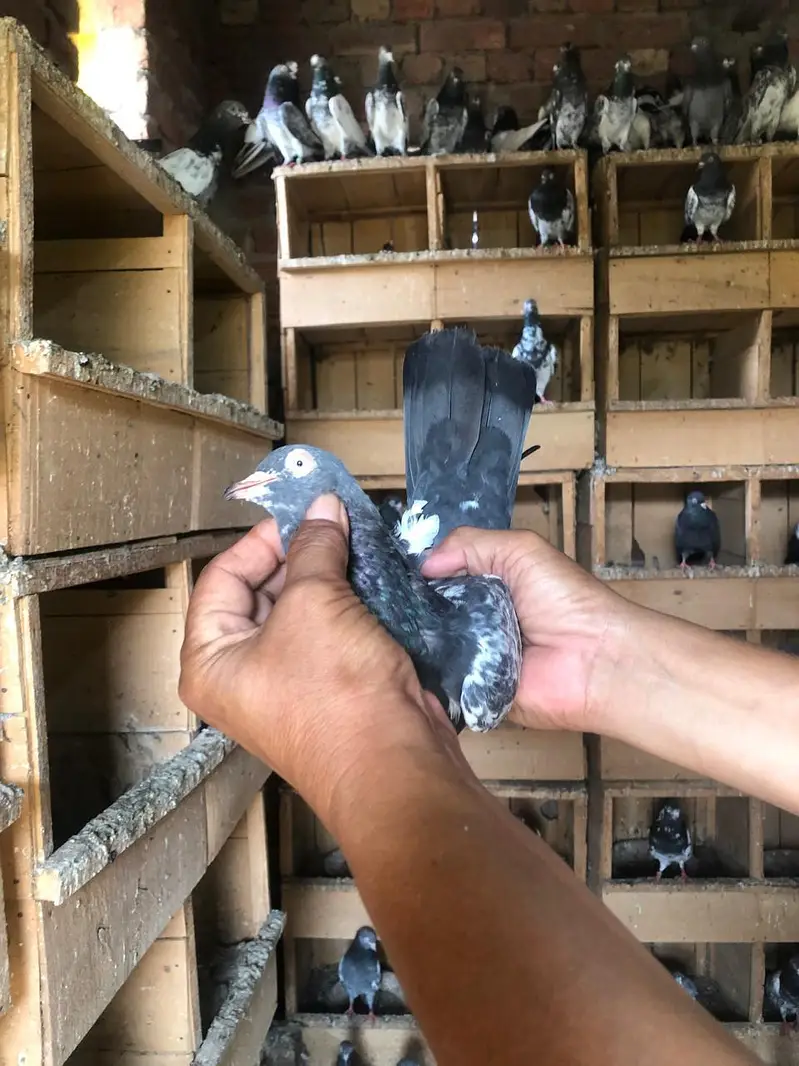 royal teddy pigeons — photo 2
