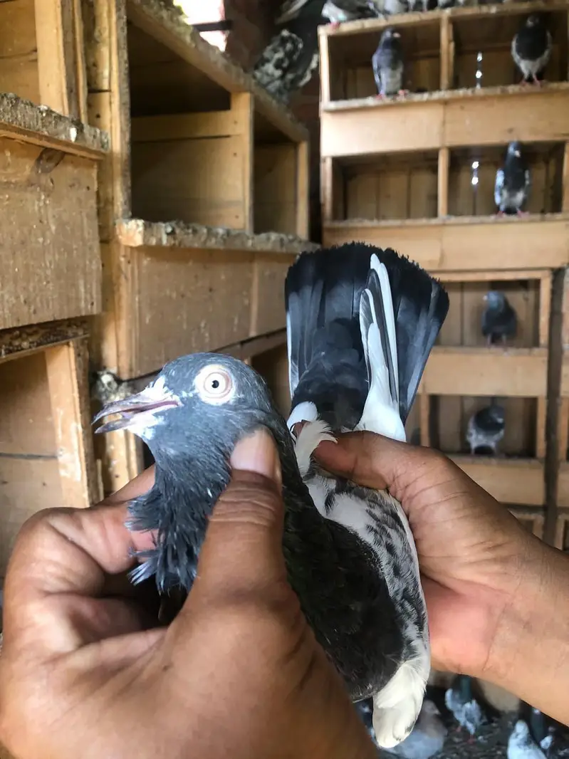 royal teddy pigeons — photo 4