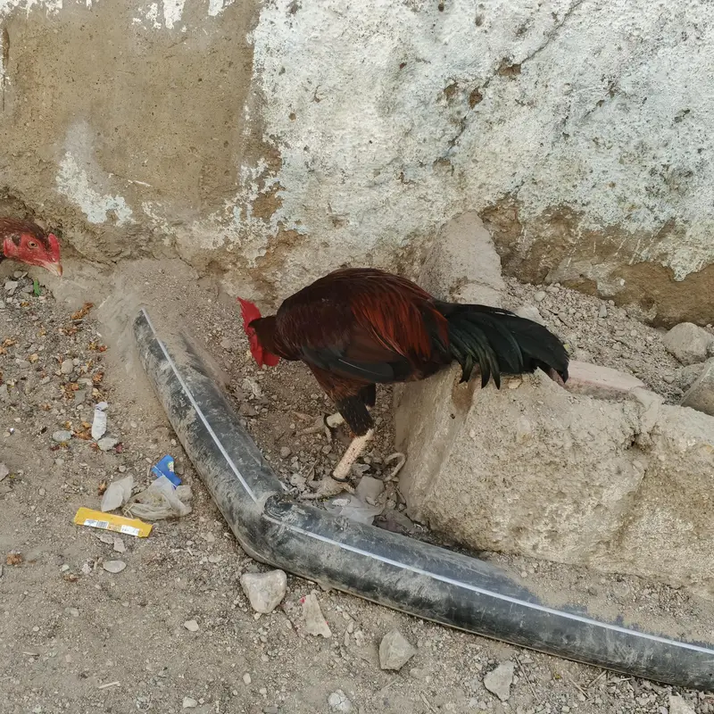aseel bengum — photo 2