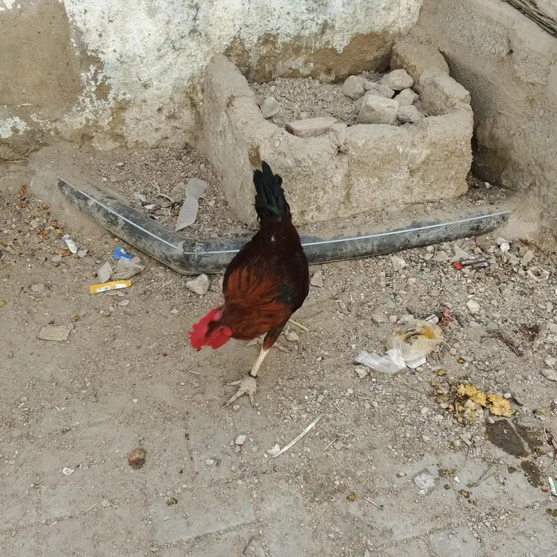 aseel bengum — photo 4