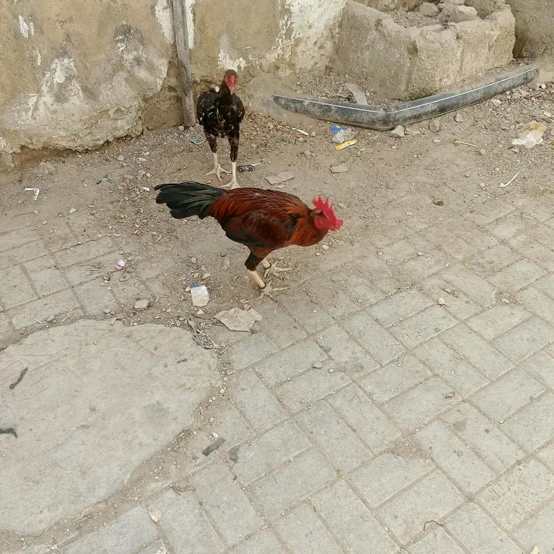 aseel bengum — photo 5