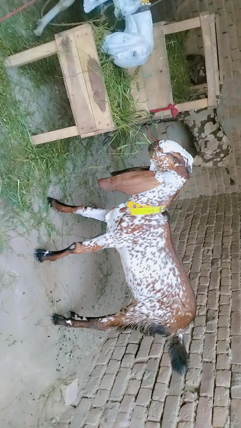 piuer dasi 4 adid phuth — photo 3