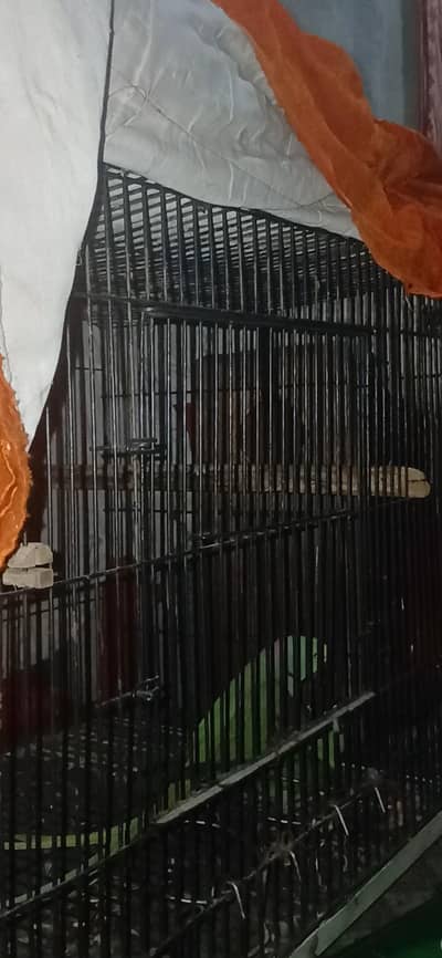 full breeder  kashmiri 03235040831