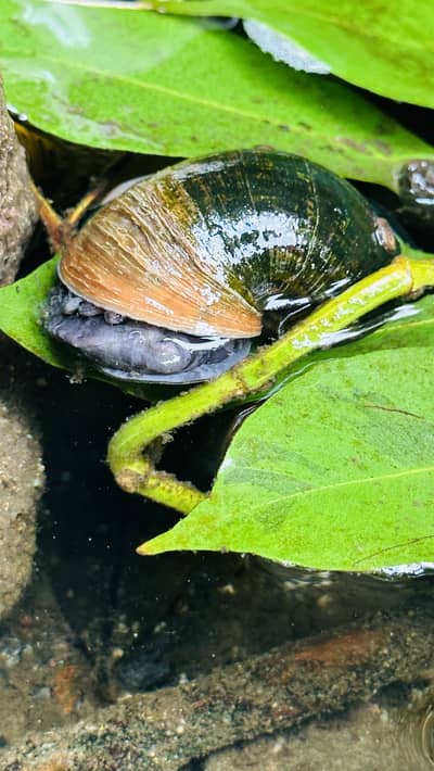 Live apple snails for aquarium and ponds