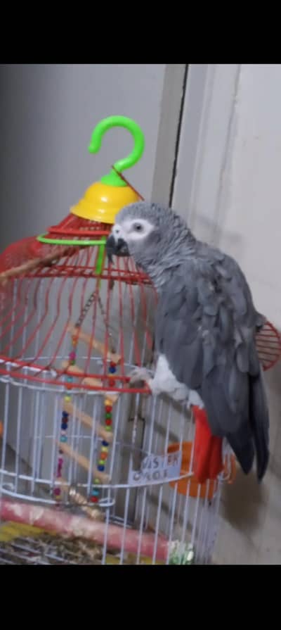 Gray Parrot Hand Tamed Karachi